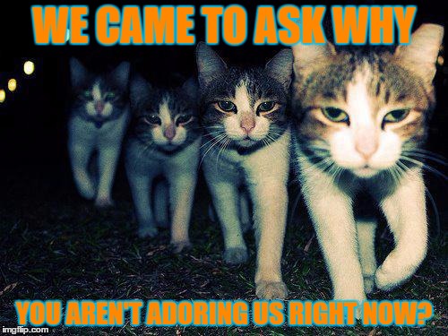 Wrong Neighboorhood Cats Meme | WE CAME TO ASK WHY; YOU AREN'T ADORING US RIGHT NOW? | image tagged in memes,wrong neighboorhood cats | made w/ Imgflip meme maker