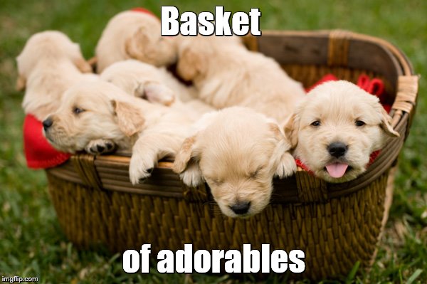 Enough of the "basket of deplorables" business.    Here's an antidote. | Basket; of adorables | image tagged in memes,dogs,puppies,hillary clinton | made w/ Imgflip meme maker