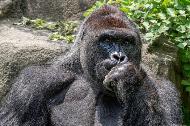 Harambe Pondering Blank Meme Template