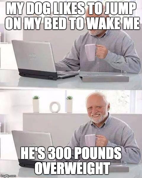 DAGGGG!!!! | MY DOG LIKES TO JUMP ON MY BED TO WAKE ME; HE'S 300 POUNDS OVERWEIGHT | image tagged in memes,hide the pain harold,dog,overweight | made w/ Imgflip meme maker