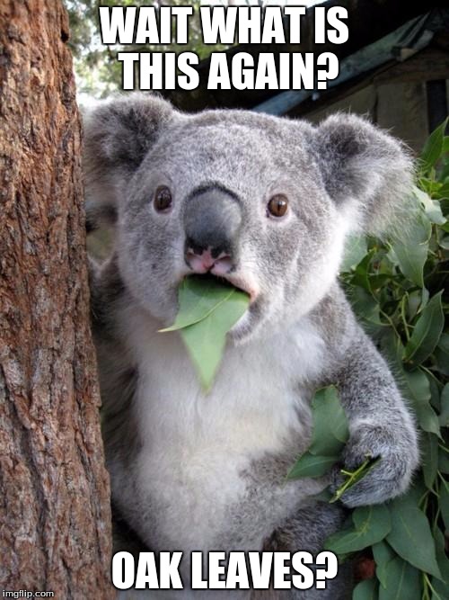 Fun Fact Friday | WAIT WHAT IS THIS AGAIN? OAK LEAVES? | image tagged in memes,surprised koala | made w/ Imgflip meme maker