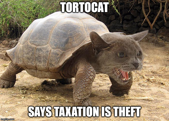 tortocat taxation is theft | TORTOCAT; SAYS TAXATION IS THEFT | image tagged in taxation is theft,cats,tortoise | made w/ Imgflip meme maker