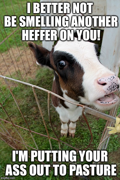 Talking Cow | I BETTER NOT BE SMELLING ANOTHER HEFFER ON YOU! I'M PUTTING YOUR ASS OUT TO PASTURE | image tagged in talking cow | made w/ Imgflip meme maker
