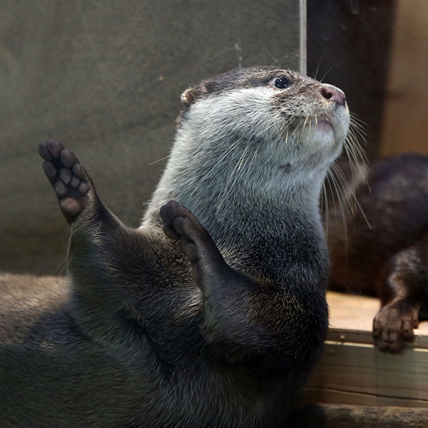 ottermove Blank Meme Template