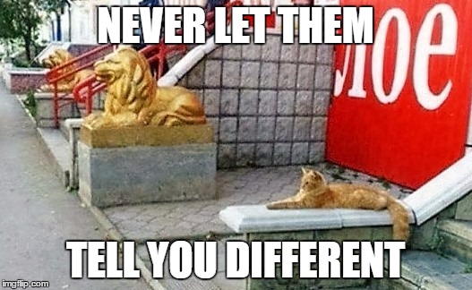 NEVER LET THEM; TELL YOU DIFFERENT | image tagged in lion,be the lion,cat,its all how you see yourself | made w/ Imgflip meme maker