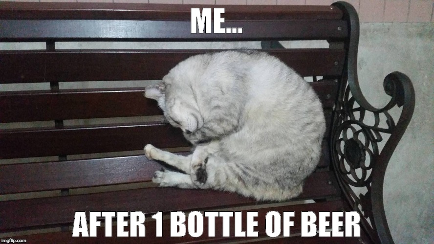 Drunk Cat | ME... AFTER 1 BOTTLE OF BEER | image tagged in cats,drunk,wasted | made w/ Imgflip meme maker