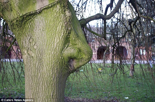 Nose tree Blank Meme Template