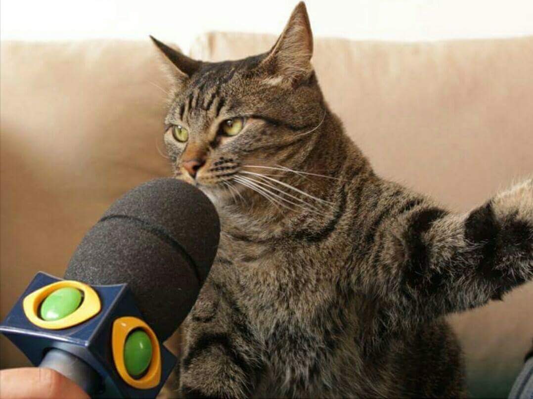 Cat giving an interview Blank Meme Template