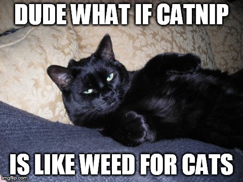 DUDE WHAT IF CATNIP IS LIKE WEED FOR CATS | image tagged in 10 guy cat | made w/ Imgflip meme maker