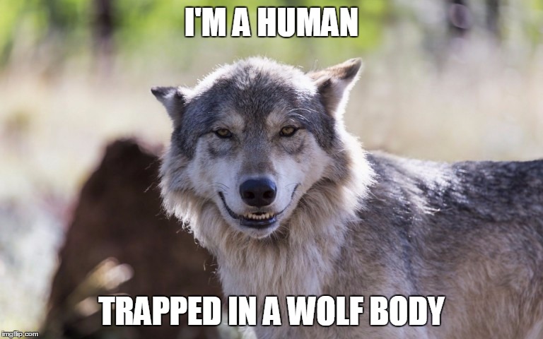 Wolf Smiling | I'M A HUMAN; TRAPPED IN A WOLF BODY | image tagged in wolf smiling | made w/ Imgflip meme maker