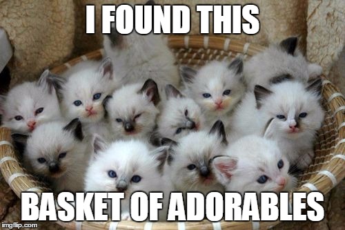 Kittens | I FOUND THIS; BASKET OF ADORABLES | image tagged in kittens | made w/ Imgflip meme maker