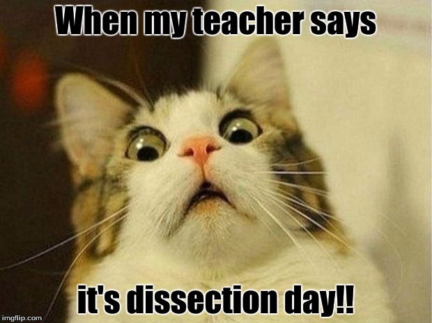 Scared Cat Meme | When my teacher says; it's dissection day!! | image tagged in memes,scared cat | made w/ Imgflip meme maker