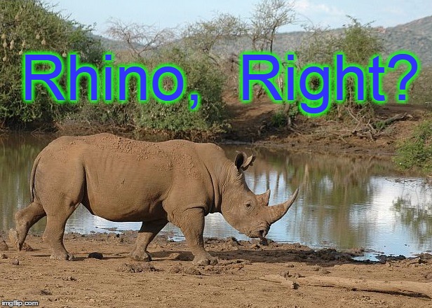 Rhino,  Right? | image tagged in rhino | made w/ Imgflip meme maker