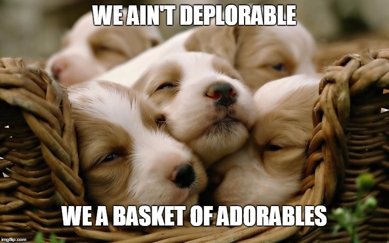 WE AIN'T GOT NO BASKET OF DEPLORABLES HERE | WE AIN'T DEPLORABLE; WE A BASKET OF ADORABLES | image tagged in puppies,basket of deplorables,election 2016,hillary 2016,dogs an cats | made w/ Imgflip meme maker