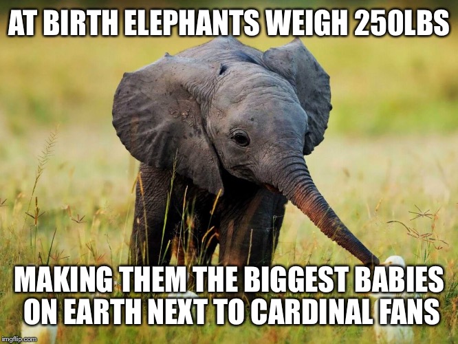 Baby Elephant | AT BIRTH ELEPHANTS WEIGH 250LBS; MAKING THEM THE BIGGEST BABIES ON EARTH NEXT TO CARDINAL FANS | image tagged in baby elephant | made w/ Imgflip meme maker