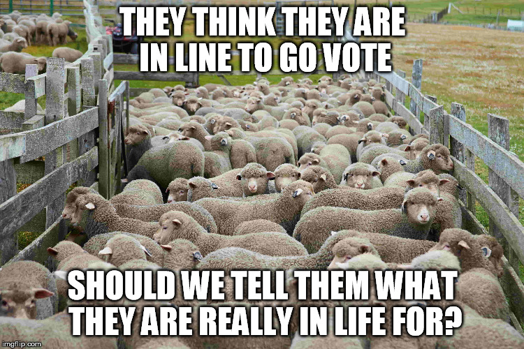 After they vote, they get to be dinner guests at the white house | THEY THINK THEY ARE IN LINE TO GO VOTE; SHOULD WE TELL THEM WHAT THEY ARE REALLY IN LIFE FOR? | image tagged in memes,sheeple,hillary's supporters | made w/ Imgflip meme maker