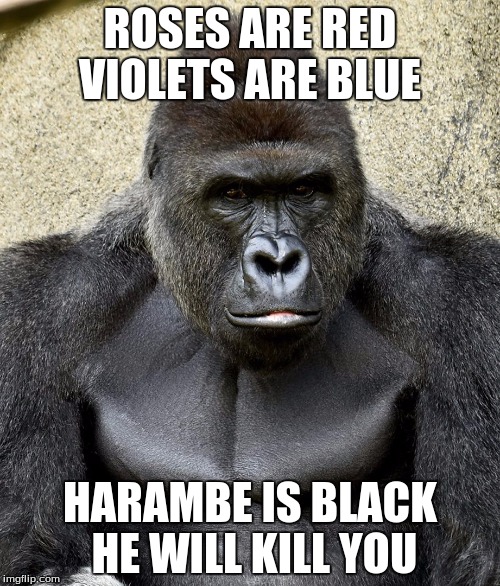 Harambe | ROSES ARE RED VIOLETS ARE BLUE; HARAMBE IS BLACK HE WILL KILL YOU | image tagged in harambe | made w/ Imgflip meme maker
