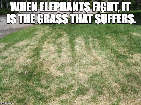 WHEN ELEPHANTS FIGHT, IT IS THE GRASS THAT SUFFERS. | image tagged in grass | made w/ Imgflip meme maker
