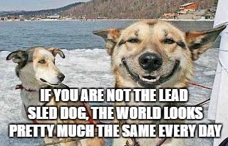 Original Stoner Dog | IF YOU ARE NOT THE LEAD SLED DOG, THE WORLD LOOKS PRETTY MUCH THE SAME EVERY DAY | image tagged in memes,original stoner dog | made w/ Imgflip meme maker