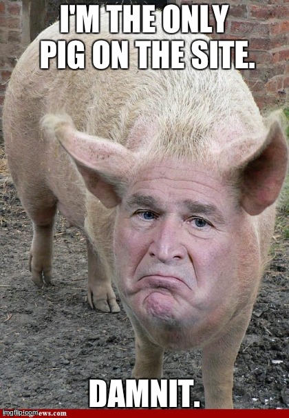 I'M THE ONLY PIG ON THE SITE. DAMNIT. | image tagged in pigs | made w/ Imgflip meme maker