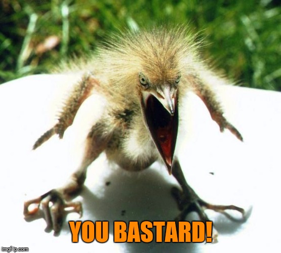 Unpleasant Bird | YOU BASTARD! | image tagged in unpleasant bird | made w/ Imgflip meme maker