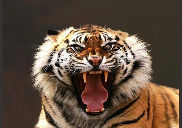 Tiger roaring Blank Meme Template