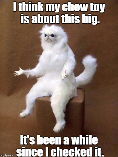 Maybe it was an inch longer... | I think my chew toy is about this big. It's been a while since I checked it. | image tagged in white cat what | made w/ Imgflip meme maker
