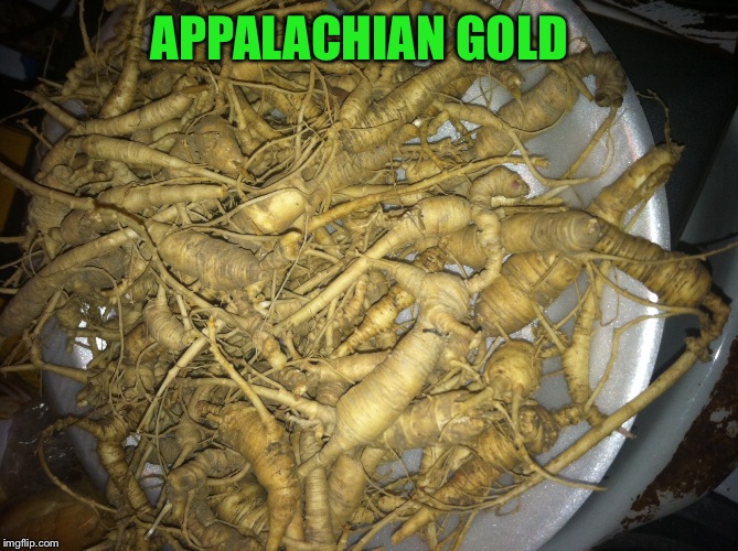 My Second Haul Of The Season | APPALACHIAN GOLD | image tagged in memes,ginseng,anyone on the flip dig seng | made w/ Imgflip meme maker