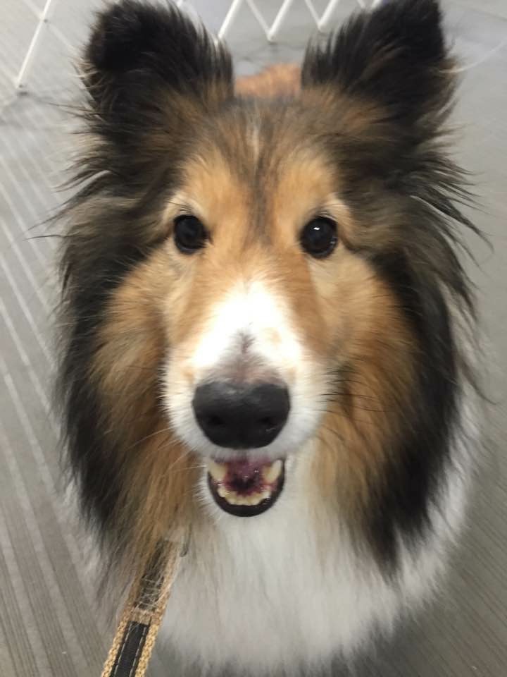 High Quality Sheltie Kisses Blank Meme Template