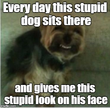 I think this meme is back | Every day this stupid dog sits there; and gives me this stupid look on his face | image tagged in my fggot dog | made w/ Imgflip meme maker