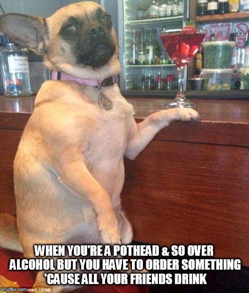 Unimpressed Dog | WHEN YOU'RE A POTHEAD & SO OVER ALCOHOL BUT YOU HAVE TO ORDER SOMETHING 'CAUSE ALL YOUR FRIENDS DRINK | image tagged in weed,cannabis,alcohol | made w/ Imgflip meme maker