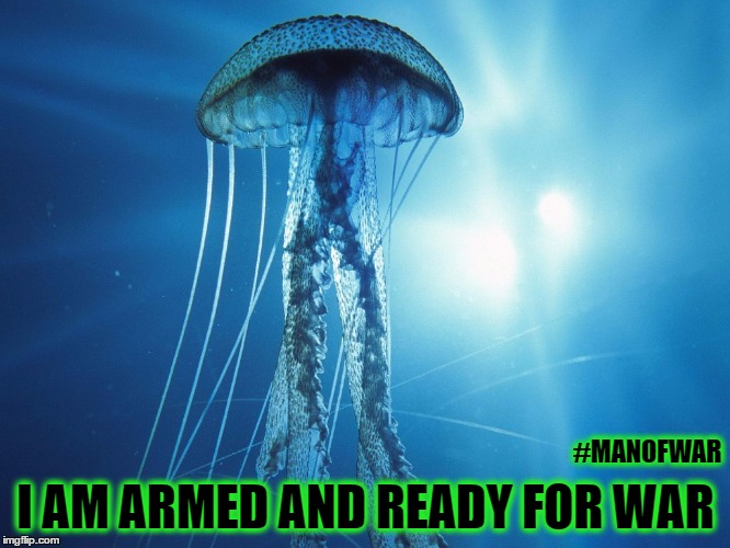 The War Jelly | #MANOFWAR; I AM ARMED AND READY FOR WAR | image tagged in animals | made w/ Imgflip meme maker