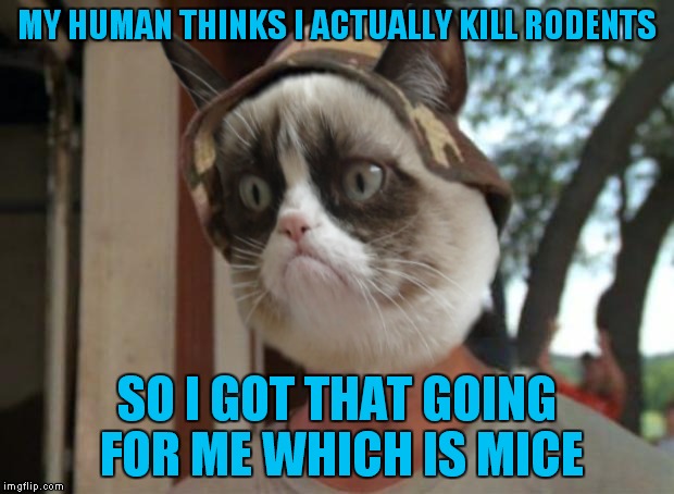Last one... | MY HUMAN THINKS I ACTUALLY KILL RODENTS; SO I GOT THAT GOING FOR ME WHICH IS MICE | image tagged in grumpy cat,so i got that goin for me which is nice | made w/ Imgflip meme maker