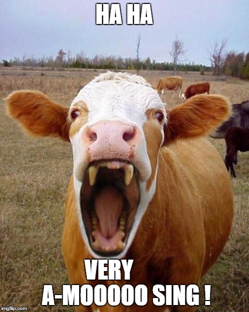 HA HA VERY        A-MOOOOO SING ! | made w/ Imgflip meme maker