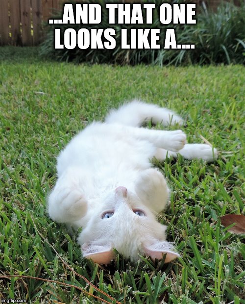 ...AND THAT ONE LOOKS LIKE A.... | image tagged in cloud kitty | made w/ Imgflip meme maker