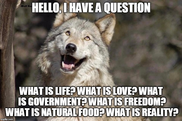 Optimistic Moon Moon Wolf Vanadium Wolf | HELLO, I HAVE A QUESTION; WHAT IS LIFE? WHAT IS LOVE? WHAT IS GOVERNMENT? WHAT IS FREEDOM? WHAT IS NATURAL FOOD? WHAT IS REALITY? | image tagged in optimistic moon moon wolf vanadium wolf | made w/ Imgflip meme maker