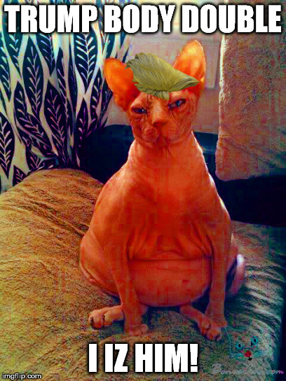 tump body double | TRUMP BODY DOUBLE; I IZ HIM! | image tagged in trump,body double,hairless cat,trump body double | made w/ Imgflip meme maker