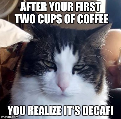 AFTER YOUR FIRST TWO CUPS OF COFFEE; YOU REALIZE IT'S DECAF! | image tagged in decaf,coffee,cat,grumpy cat | made w/ Imgflip meme maker