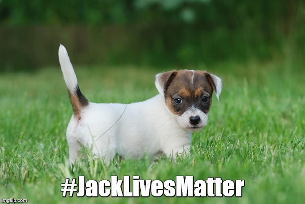 Jack Russell Terrier | #JackLivesMatter | image tagged in memes,puppies,dogs,black lives matter | made w/ Imgflip meme maker