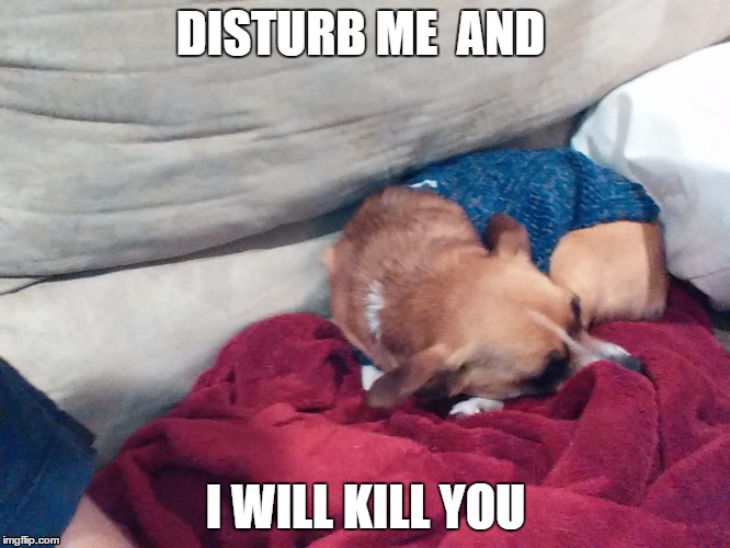 Daisy the dog | DISTURB ME  AND; I WILL KILL YOU | image tagged in evil dog | made w/ Imgflip meme maker