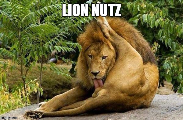 lion licking balls | LION NUTZ | image tagged in lion licking balls | made w/ Imgflip meme maker