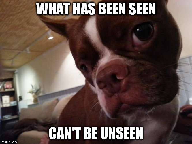 WHAT HAS BEEN SEEN; CAN'T BE UNSEEN | image tagged in boston terrier | made w/ Imgflip meme maker
