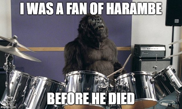 I WAS A FAN OF HARAMBE; BEFORE HE DIED | image tagged in harambe | made w/ Imgflip meme maker