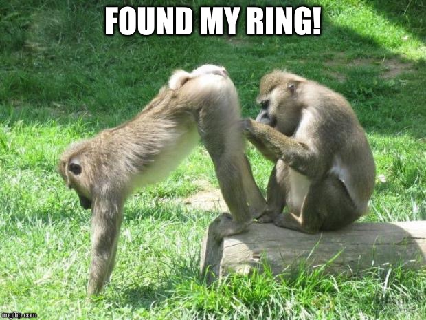 monkeyass | FOUND MY RING! | image tagged in monkeyass | made w/ Imgflip meme maker