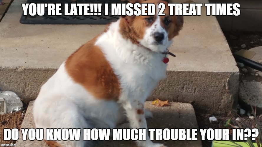 Kammi Pup | YOU'RE LATE!!! I MISSED 2 TREAT TIMES; DO YOU KNOW HOW MUCH TROUBLE YOUR IN?? | image tagged in puppy | made w/ Imgflip meme maker