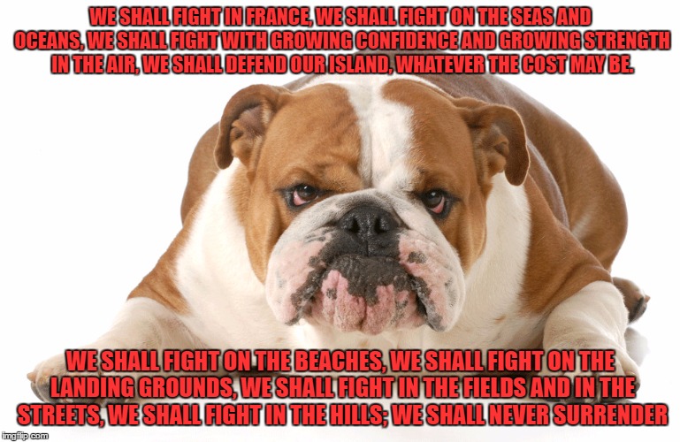 part of a great speech... slapped on a picture of a dog.. i am ashamed of myself (well not really) |  WE SHALL FIGHT IN FRANCE, WE SHALL FIGHT ON THE SEAS AND OCEANS, WE SHALL FIGHT WITH GROWING CONFIDENCE AND GROWING STRENGTH IN THE AIR, WE SHALL DEFEND OUR ISLAND, WHATEVER THE COST MAY BE. WE SHALL FIGHT ON THE BEACHES, WE SHALL FIGHT ON THE LANDING GROUNDS, WE SHALL FIGHT IN THE FIELDS AND IN THE STREETS, WE SHALL FIGHT IN THE HILLS; WE SHALL NEVER SURRENDER | image tagged in winston churchill | made w/ Imgflip meme maker