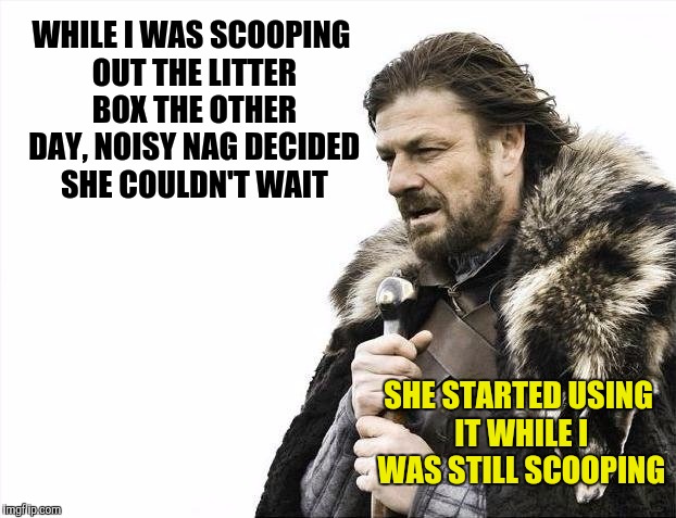 Brace Yourselves X is Coming Meme | WHILE I WAS SCOOPING OUT THE LITTER BOX THE OTHER DAY, NOISY NAG DECIDED SHE COULDN'T WAIT SHE STARTED USING IT WHILE I WAS STILL SCOOPING | image tagged in memes,brace yourselves x is coming | made w/ Imgflip meme maker