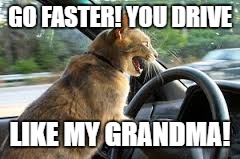 GO FASTER! YOU DRIVE; LIKE MY GRANDMA! | image tagged in grumpy cat | made w/ Imgflip meme maker