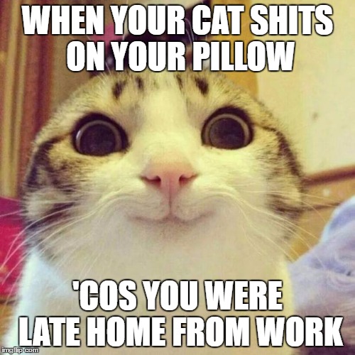 A Cats Revenge | WHEN YOUR CAT SHITS ON YOUR PILLOW; 'COS YOU WERE LATE HOME FROM WORK | image tagged in memes,smiling cat | made w/ Imgflip meme maker
