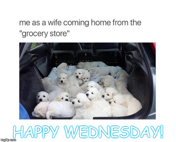 HAPPY WEDNESDAY! | image tagged in puppies,shopping,wednesday | made w/ Imgflip meme maker